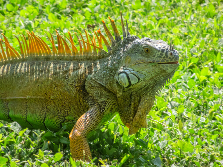 Green iguana resting in sunny grass, similar to the wildlife commonly seen during nature encounters in Costa Maya.