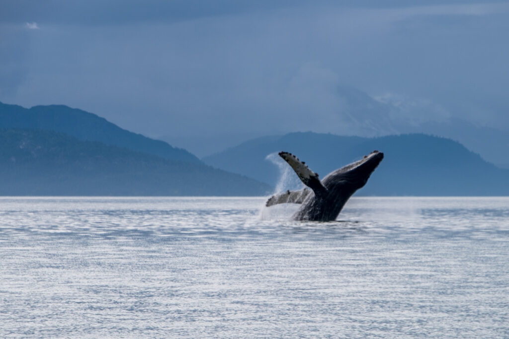Humpback whale breaching in the waters near Haines, Alaska, showcasing the dramatic marine wildlife often seen on local whale‑watching tours.