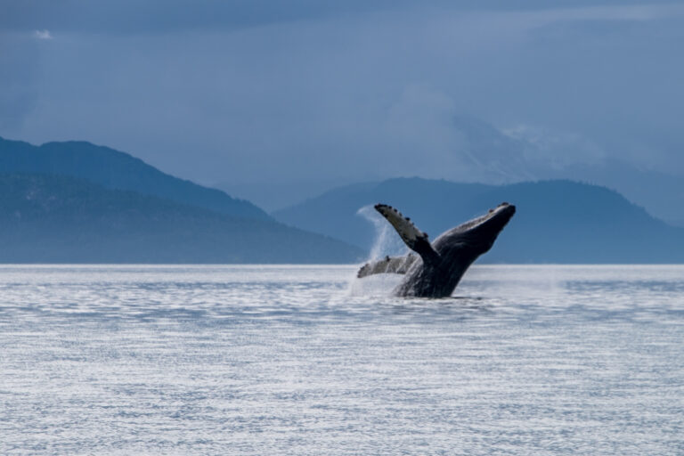 Humpback whale breaching in the waters near Haines, Alaska, showcasing the dramatic marine wildlife often seen on local whale‑watching tours.