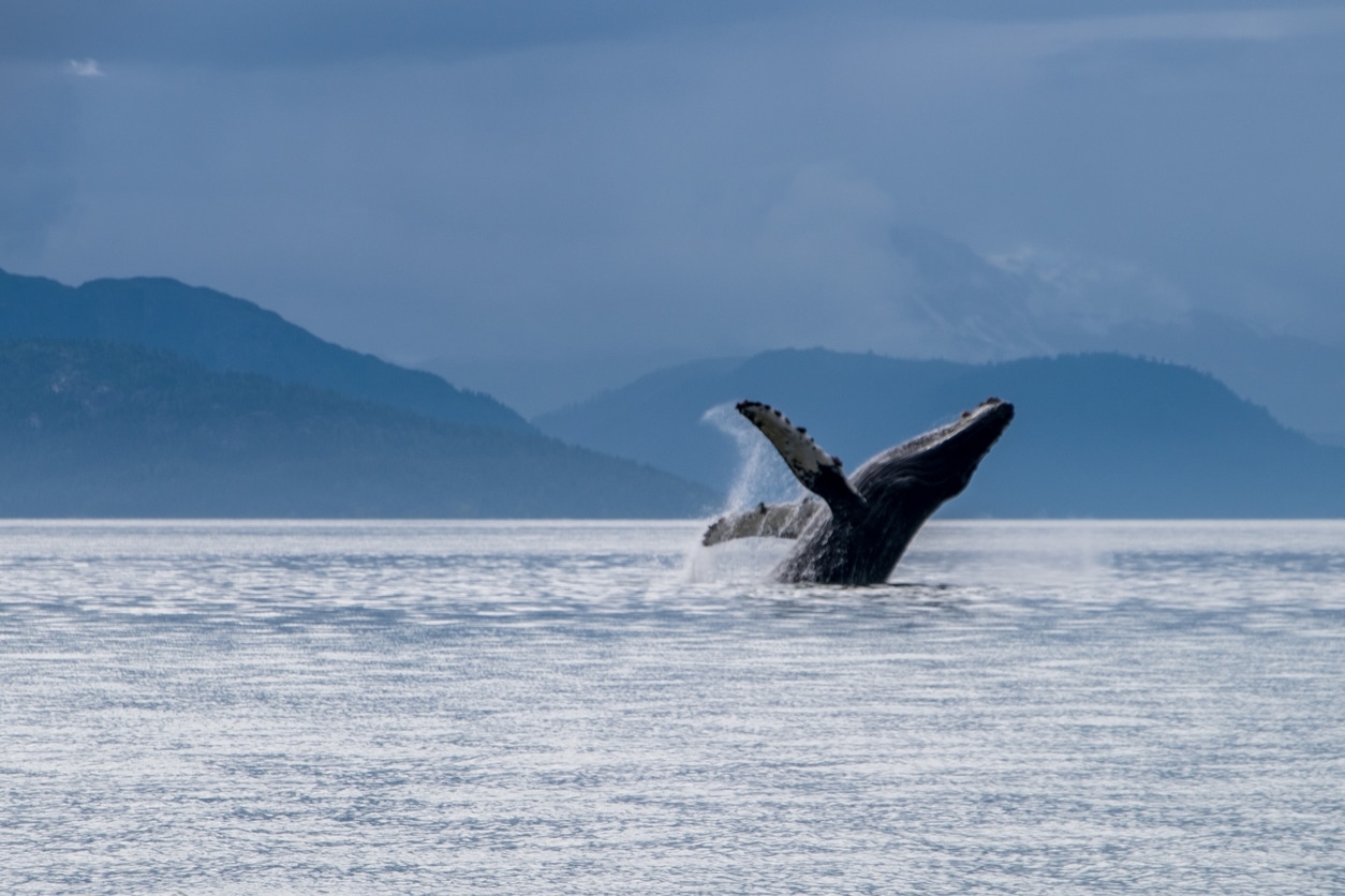 Wildlife or Whale‑Watching Tour – Haines, Alaska